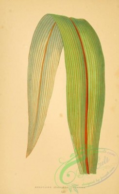 herbarium-00625 - cordyline dracaena indivisa
