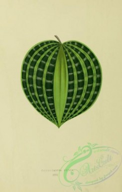herbarium-00738 - dichorisandra uncata