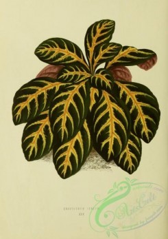 herbarium-00743 - eranthermum igneum