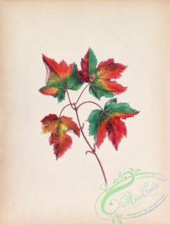 herbarium-00775 - Acer