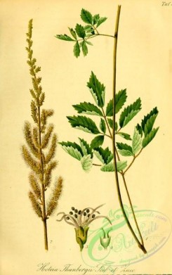 herbarium-00804 - hoteia thunbergii
