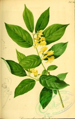herbarium-00805 - lonicera obrusantha