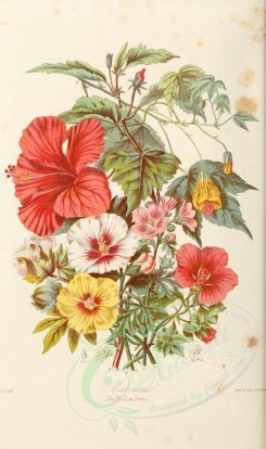 hibiscus-00001 - 23-Malva moschata. Gossypium herbaceum. Hibiscus syriacus. Malope trifida. Hibiscus Rosa-sinensis. Abutilon striatum. [2201x3722]