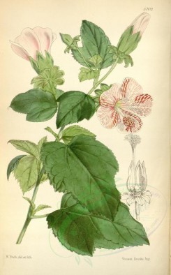 hibiscus-00022 - 5702-hibiscus marmoratus, Marbled-flowered Hibiscus [2245x3613]