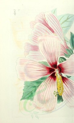 hibiscus-00053 - 1463-hibiscus palustris, Marsh Hibiscus [2113x3514]