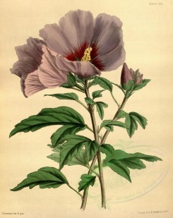 hibiscus-00058 - Chinese Althaea Frutex, hibiscus syriacus chinensis [2852x3593]