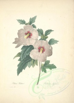 hibiscus-00076 - hibiscus syriacus [5284x7292]