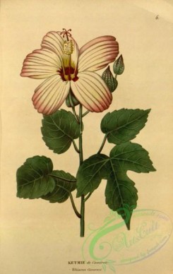 hibiscus-00194 - hibiscus cameroni