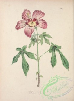 hibiscus-00202 - hibiscus rossii