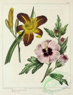 hibiscus-00209 - Town Lily, Altha Frutex, hemerocallis fulva, hibiscus syriacus