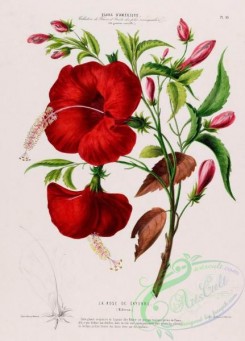 hibiscus-00212 - hibiscus, 2