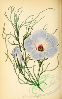 hibiscus-00216 - Many-parted leaved Hibiscus, hibiscus multifidus