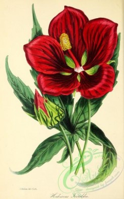 hibiscus-00219 - Mr Jerrold's Hibiscus, hibiscus jerroldianus