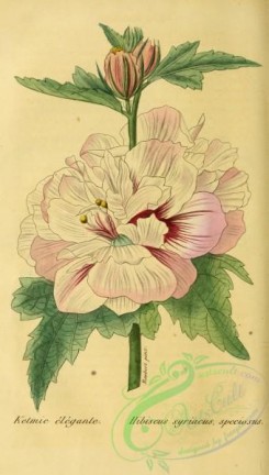 hibiscus-00221 - hibiscus syriacus speciosus