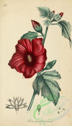 hibiscus-00227 - hybiscus syriacus