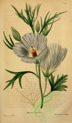 hibiscus-00232 - hibiscus lilacinus