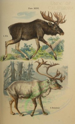 hoofed-00046 - Elk, Reindeer [2400x3942]