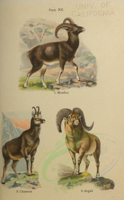 hoofed-00052 - Mouflon, Chamois, Argali [2352x3788]