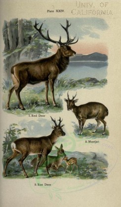 hoofed-00055 - Red Deer, Muntjac, Roe Deer [2396x4106]