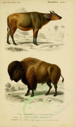 hoofed-00077 - Short-horned Cattle, American Bison [2164x3677]