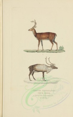 hoofed-00188 - Virginian Deer, Reindeer [3045x4833]