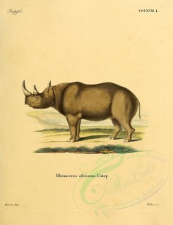 hoofed-00283 - African Rhinoceros [2336x3041]