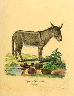 hoofed-00285 - African Wild Ass, 2 [2336x3041]