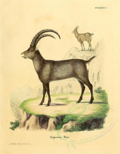 hoofed-00287 - Alpine Ibex, 2 [2373x3051]