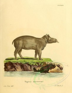 hoofed-00288 - American Tapir [2336x3041]