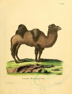 hoofed-00291 - Bactrian camel [2357x3051]