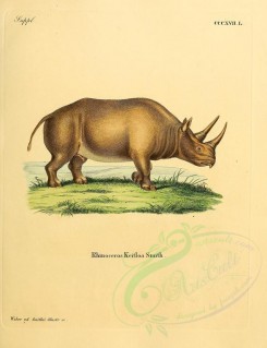 hoofed-00295 - Blue Rhinoceros [2336x3041]