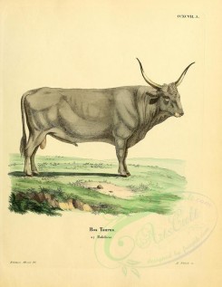 hoofed-00301 - Cattle, 3 [2357x3051]