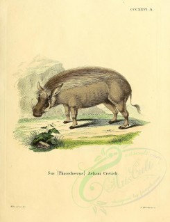 hoofed-00304 - Common warthog [2336x3041]