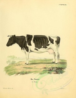hoofed-00305 - Cow [2357x3051]