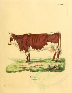 hoofed-00306 - Cow, 2 [2357x3051]