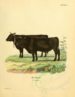 hoofed-00307 - Cow, 3 [2357x3051]