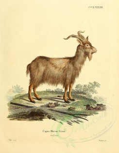 hoofed-00309 - Domestic Goat [2373x3051]