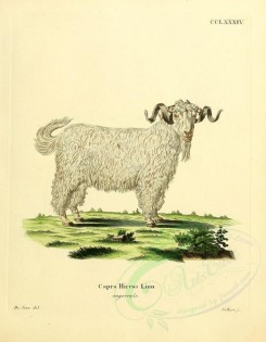 hoofed-00310 - Domestic Goat, 2 [2373x3051]