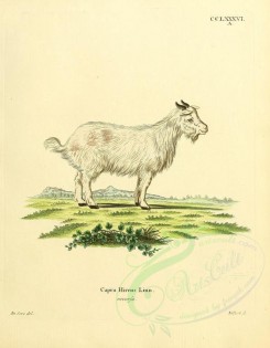 hoofed-00312 - Domestic Goat, 4 [2373x3051]