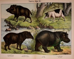 hoofed-00430 - American TApir, Hippopotamus, Pig, Wild Boar [3093x2469]