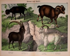 hoofed-00432 - Bezoar Goat, Cashmere Goat, Argali, Theban Goat [3027x2396]