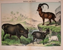 hoofed-00433 - Buffalo, Goat, Ibex [2998x2403]