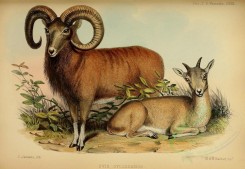 hoofed_best-00067 - Punjab Wild Sheep [3390x2338]