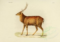 hoofed_best-00085 - North China sika deer [3486x2479]