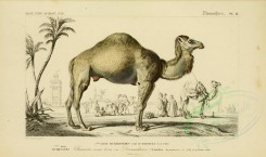 hoofed_cattlefarm-00012 - Dromedary or Arabian camel or Indian camel [3662x2164]
