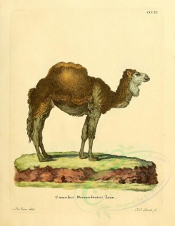 hoofed_cattlefarm-00036 - Dromedary or Arabian camel or Indian camel [2357x3051]