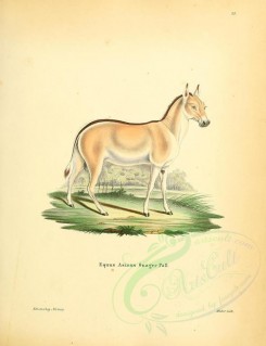 hoofed_cattlefarm-00038 - Onager or Asiatic wild ass [2336x3041]