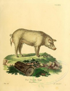 hoofed_cattlefarm-00040 - Wild boar, 2 [2336x3041]