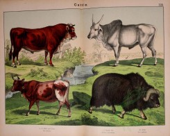 hoofed_cattlefarm-00050 - Bull, Cow, Musk Ox, Zebu [3056x2440]
