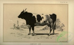hoofed_cattlefarm-00585 - black-and-white 089-Comtoise Cow